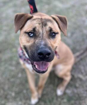 Boxer Dogs Available for Adoption - Tony | PetCurious