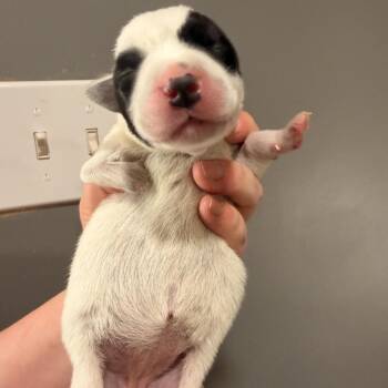 Little -  Labrador Retriever and Australian Cattle Dog Blue Heeler Dog for Adoption in Medford Lakes, New Jersey - Little | PetCurious