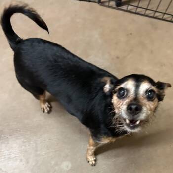 Mixed Breed Dogs Available for Adoption in Flagstaff, Arizona - Rosie- In Foster! | PetCurious