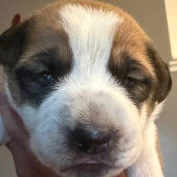 Beau Dacious -  Hound Dog for Adoption in Greenfield, Indiana - Beau Dacious | PetCurious