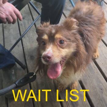 Sky -  Australian Shepherd Dog for Adoption in Livingston, Texas - Sky | PetCurious