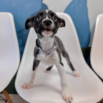 Rainier -  Husky and Mixed Breed Dog for Adoption in Springboro, Ohio - Rainier | PetCurious