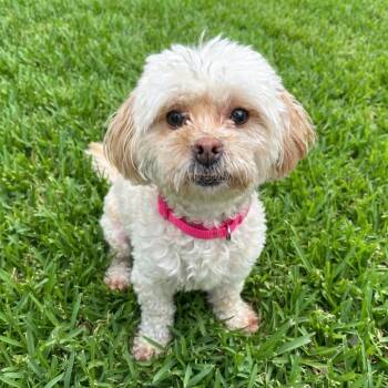 Delilah -  Maltese and Poodle Dog for Adoption in Las Vegas, Nevada - Delilah | PetCurious