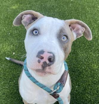 Zodiac -  Pit Bull Terrier Dog for Adoption in Golden, Colorado - Zodiac | PetCurious