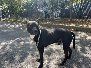 Rescue Smooth Fox Terrier and Basenji Dogs for Adoption in Yonkers, New York - Little Shadow | PetCurious