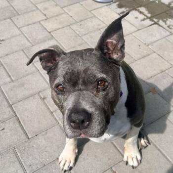 Pit Bull Terrier Dogs Available for Adoption - Blue | PetCurious