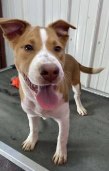 Mixed Breed Dogs Available for Adoption - Zayde | PetCurious