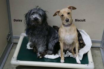 Chihuahua and Terrier Dogs Available for Adoption - Biscuit | PetCurious