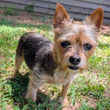 Finn Ryder -  Yorkshire Terrier Dog for Adoption in Houston, Texas - Finn Ryder | PetCurious
