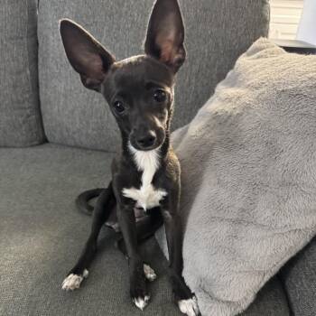 Rudy -  Chihuahua Dog for Adoption in Spokane, Washington - Rudy | PetCurious