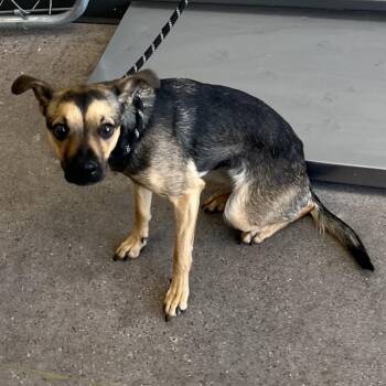 Sasha -  Mixed Breed Dog for Adoption in Las Cruces, New Mexico - Sasha | PetCurious