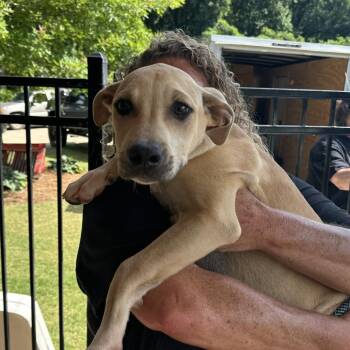 Briggs -  Boxer Dog for Adoption in Newborn, Georgia - Briggs | PetCurious