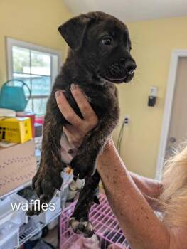 Waffles - Maple -  Mountain Cur and Staffordshire Bull Terrier Dog for Adoption in Lakeland, Florida - Waffles - Maple | PetCurious