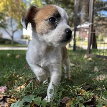 Lauren -  Mixed Breed Dog for Adoption in Madison, Wisconsin - Lauren | PetCurious