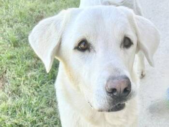 Rescue Mixed Breed Dogs for Adoption in Georgetown, Texas - Lucy | PetCurious