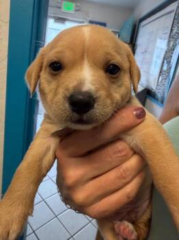 Vaporeon -  Chihuahua and Shepherd Dog for Adoption in Carson City, Nevada - Vaporeon | PetCurious