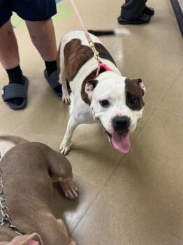 Rescue Pit Bull Terrier and Mixed Breed Dogs for Adoption in Fort Wayne, Indiana - NOVA | PetCurious