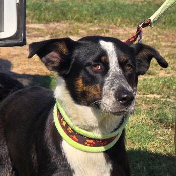 Rescue Border Collie and Cattle Dog Dogs for Adoption in Dallas, Texas - Faith | PetCurious