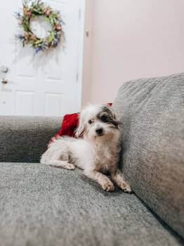 Havanese and Yorkshire Terrier Dogs Available for Adoption - Leonard | PetCurious