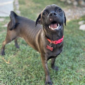 Rescue Pug Dogs for Adoption in Seal Beach, California - Riley | PetCurious