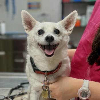 Kai -  Pomeranian and Chihuahua Dog for Adoption in Wahiawa, Hawaii - Kai | PetCurious