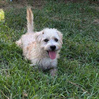 Rugby -  Terrier Dog for Adoption in Houston, Texas - Rugby | PetCurious