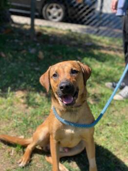 German Shepherd Dog and Mixed Breed Dogs Available for Adoption in Chico, California - Mortimer | PetCurious