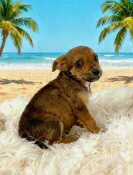 LaLa -  Chihuahua Dog for Adoption in Tehachapi, California - LaLa | PetCurious
