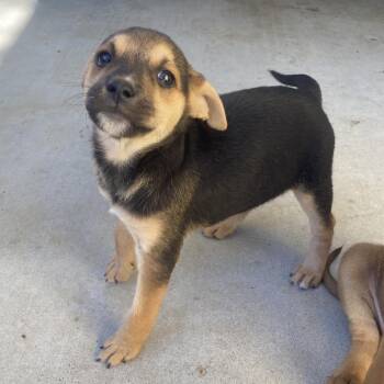 Rhodesian Ridgeback and Terrier Dogs Available for Adoption in Escondido, California - Berkeley | PetCurious