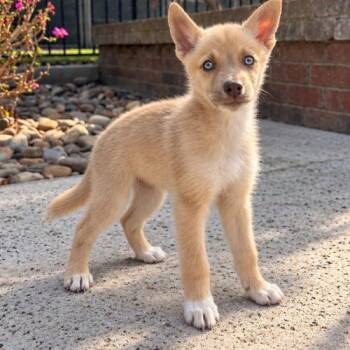 Foxy -  Mixed Breed and Husky Dog for Adoption in Lathrop, California - Foxy | PetCurious