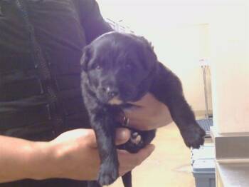 Labrador Retriever Dogs Available for Adoption in Sacramento, California - A913190 | PetCurious