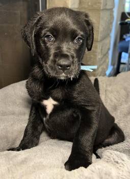 Fable -  Labrador Retriever Dog for Adoption in Barnhart, Missouri - Fable | PetCurious