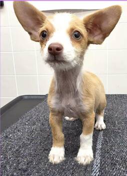 TINK -  Chihuahua Dog for Adoption in Atascadero, California - TINK | PetCurious
