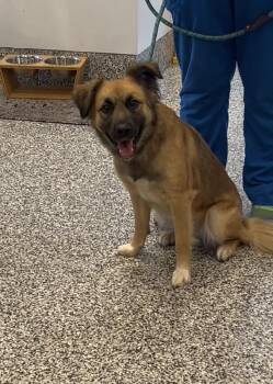 Giselle -  Retriever Dog for Adoption in Aurora, Illinois - Giselle | PetCurious