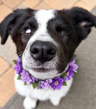 Willow -  Border Collie and Australian Shepherd Dog for Adoption in Newport Beach, California - Willow | PetCurious