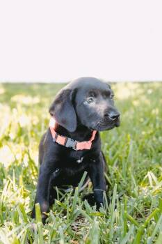 Labrador Retriever Dogs Available for Adoption in West Milwaukee, Wisconsin - Bob $550 | PetCurious