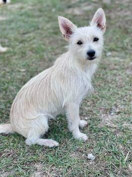 Novalee -  Yorkshire Terrier and Chihuahua Dog for Adoption in Pawleys Island, South Carolina - Novalee | PetCurious