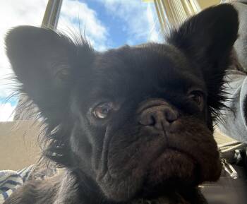Babette -  French Bulldog Dog for Adoption in North Tonawanda, New York - Babette | PetCurious