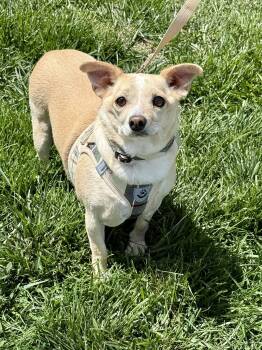 Chihuahua Dogs Available for Adoption in Lee