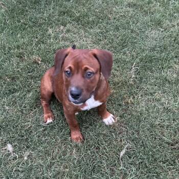 Hound and Mixed Breed Dogs Available for Adoption in Brownsboro, Alabama - Mahogany | PetCurious