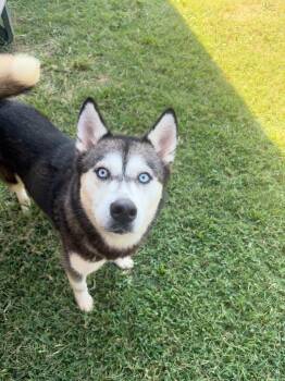 Alaska -  Husky Dog for Adoption in Gallatin, Tennessee - Alaska | PetCurious