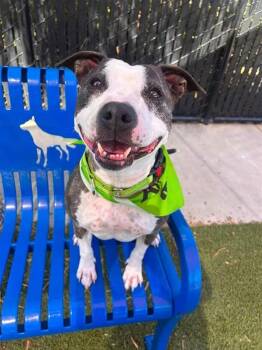 Chickaletta -  Pit Bull Terrier Dog for Adoption in Elk Grove, California - Chickaletta | PetCurious