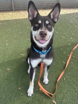 Cricket -  Mixed Breed and Australian Kelpie Dog for Adoption in Austin, Texas - Cricket | PetCurious