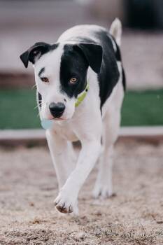 Bali -  American Staffordshire Terrier and Labrador Retriever Dog for Adoption in Denver, Colorado - Bali | PetCurious