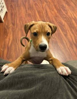 Rescue Terrier Dogs for Adoption in Berlin, New Jersey - Biscuit | PetCurious