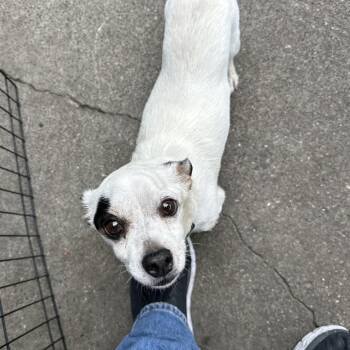 Mochi -  Mixed Breed Dog for Adoption in San Francisco, California - Mochi | PetCurious