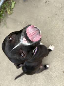 Rescue Pit Bull Terrier Dogs for Adoption in Little Falls, Minnesota - Buffalo | PetCurious