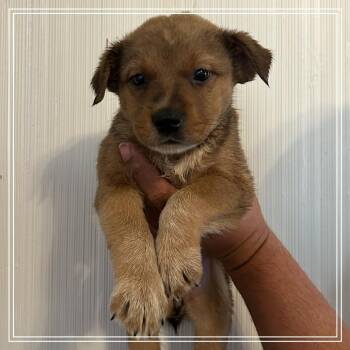 FWT Arizona -  Black Labrador Retriever and Border Collie Dog for Adoption in Midland, Texas - FWT Arizona | PetCurious