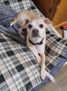 Rescue Chihuahua and Mixed Breed Dogs for Adoption in Vancouver, British Columbia - Willow | PetCurious