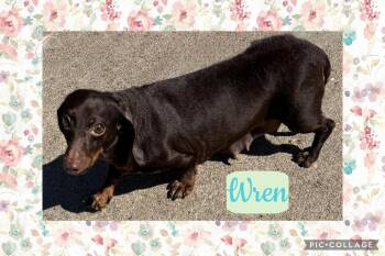 Dachshund: Wren -  Dachshund Dog for Adoption in Omaha, Nebraska - Dachshund: Wren | PetCurious